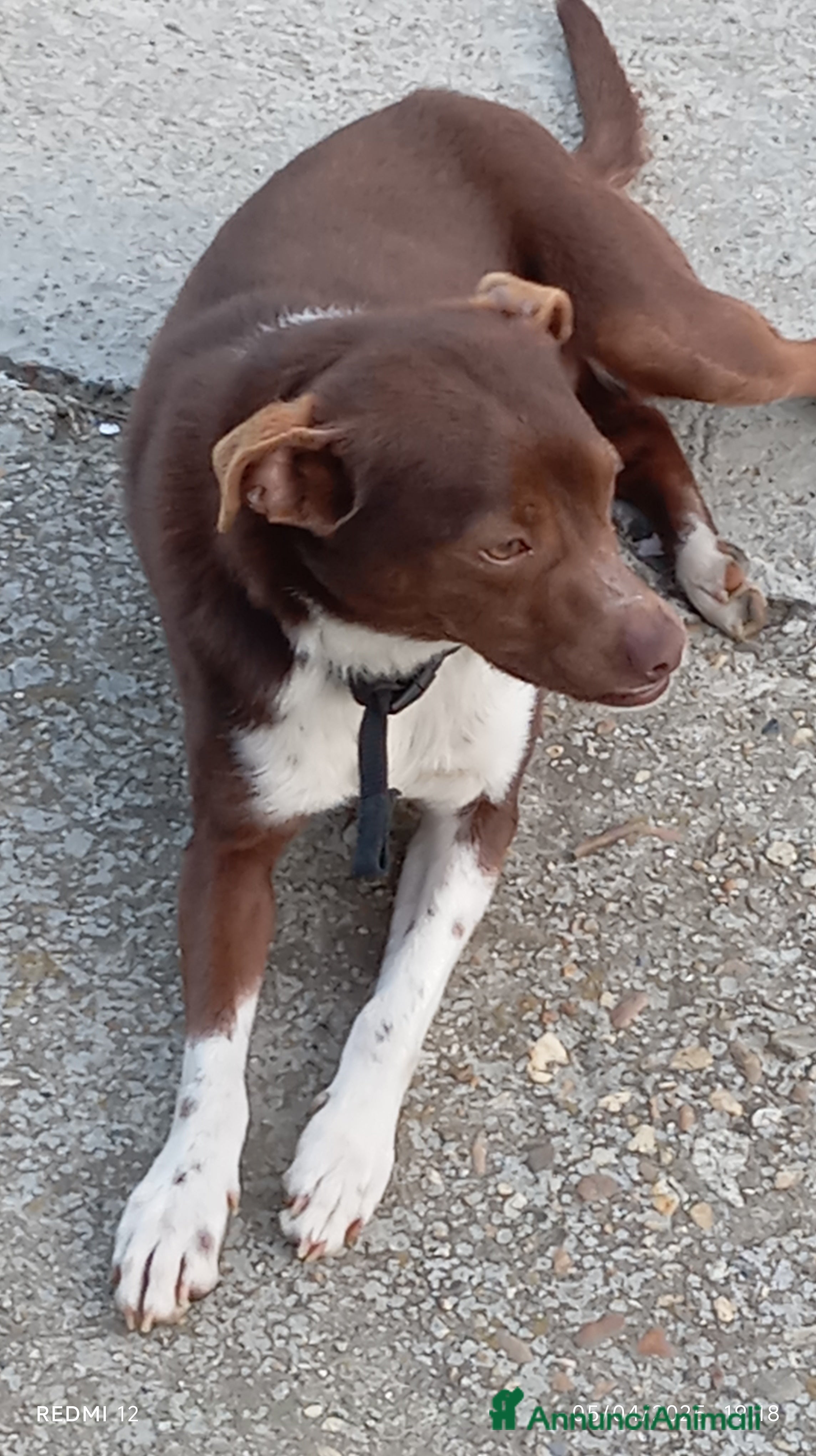 Meticcio cani Cucciolo meticcio di 2 anni cerca casa, regalo🐾 a Provincia di Asti - Annuncio 2