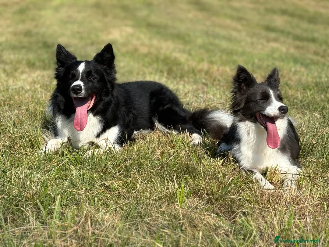 Border Collie cani in vendita: CICCIOLI DI BORDER COLLIE CON PEDIGREE a Città metropolitana di Milano - Annuncio 7