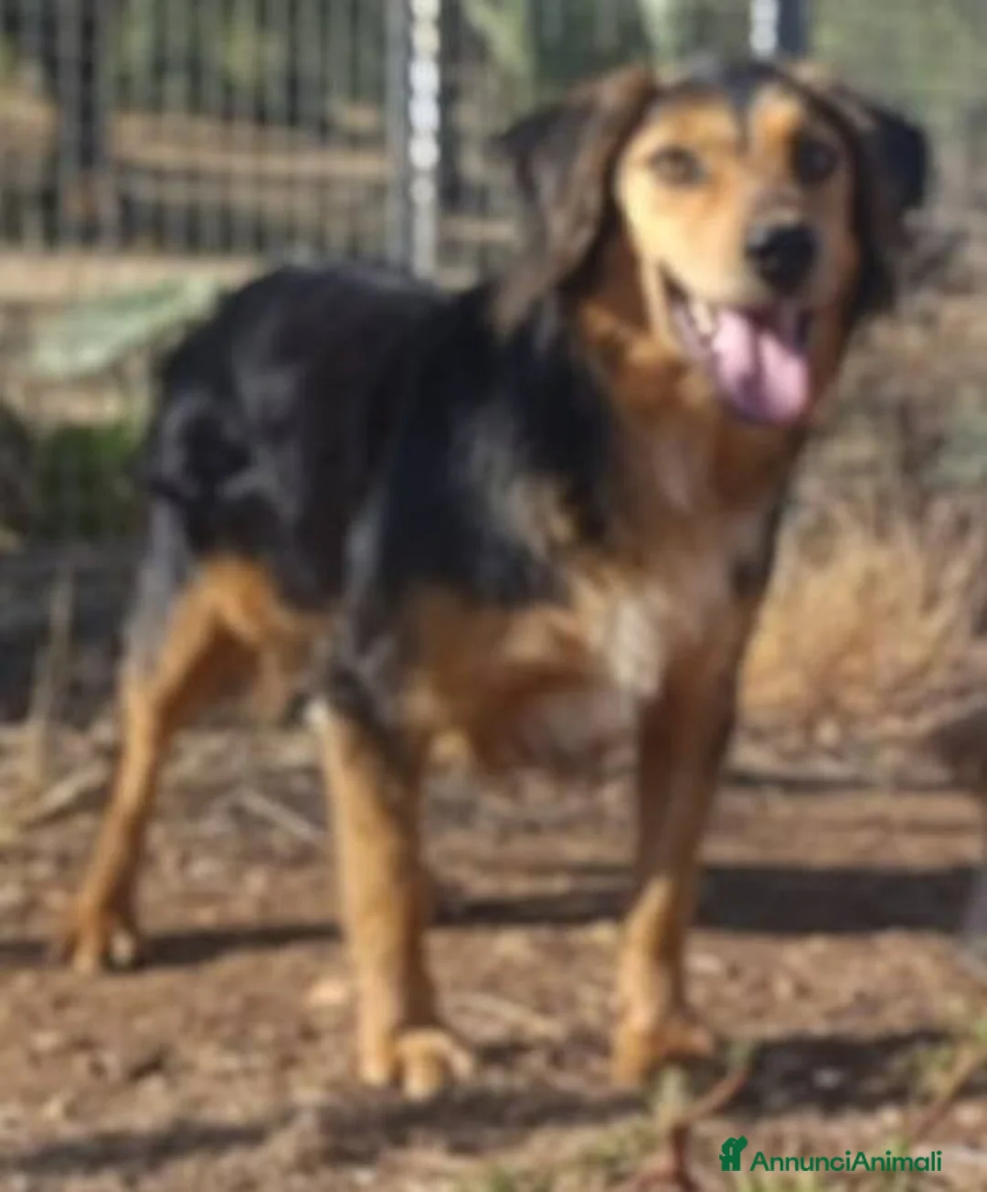 Meticcio cani in regalo: Lois cagnolino dolcissimo - Annuncio 2