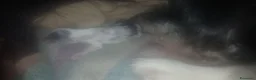 Meticcio cani in vendita: cuccioli su prenotazione - Annuncio 2