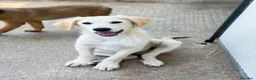 Meticcio cani in regalo: Roan  a Provincia di Ferrara - Annuncio 4
