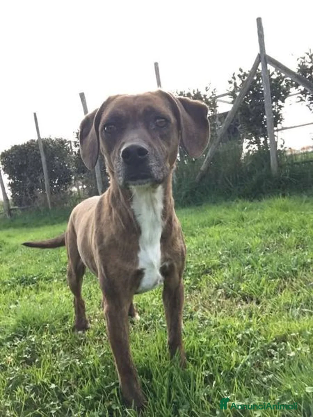 Meticcio cani in regalo: Piccola e dolcissima Tellina - Annuncio 5