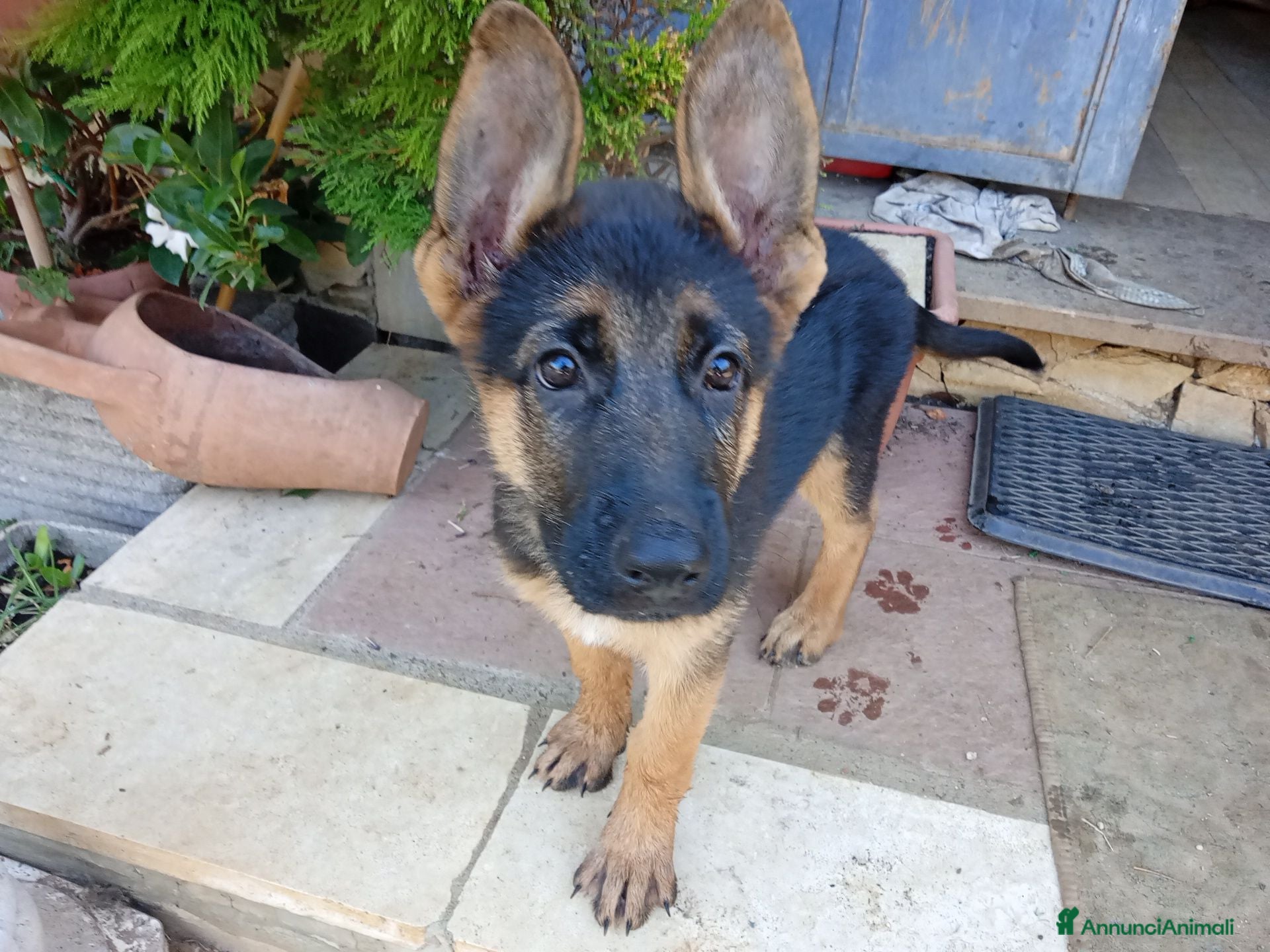 Pastore Tedesco cani Cuccioli cane pastore tedesco  - Annuncio 27