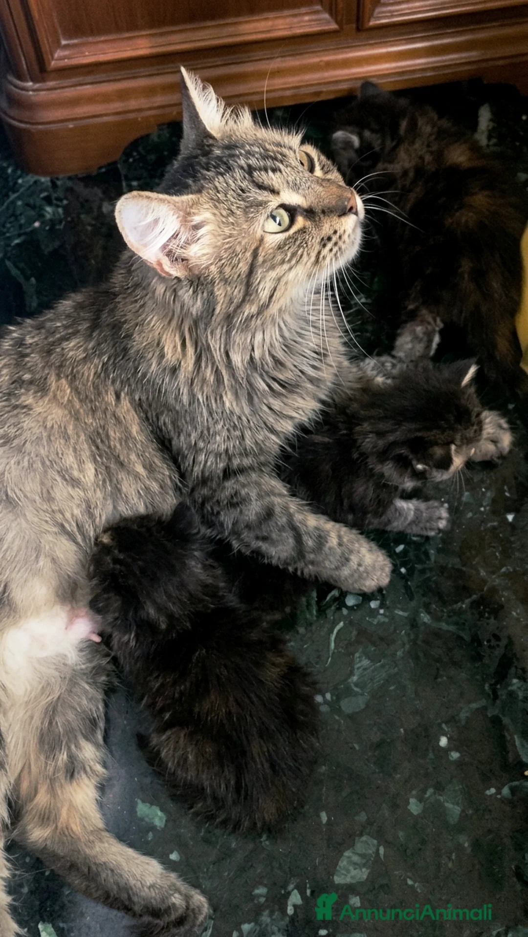 Siberiano gatti in vendita: 4 gioielli Siberiani  - Annuncio 2