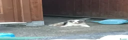 Australian Shepherd cani in vendita: Cuccioli Pastore australiano - Annuncio 10