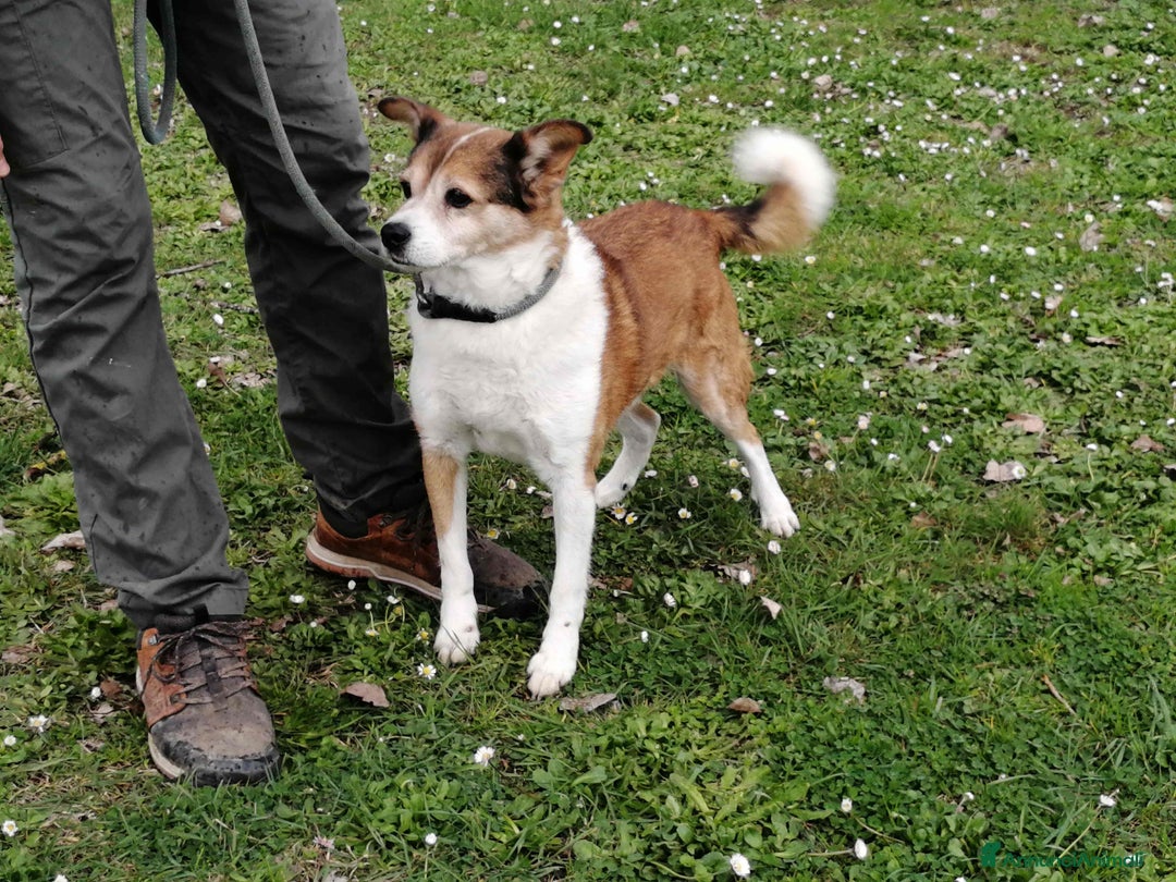 Meticcio cani in regalo: NONNO PLAUTO CERCA ANCORA UNA CASA - Annuncio 2