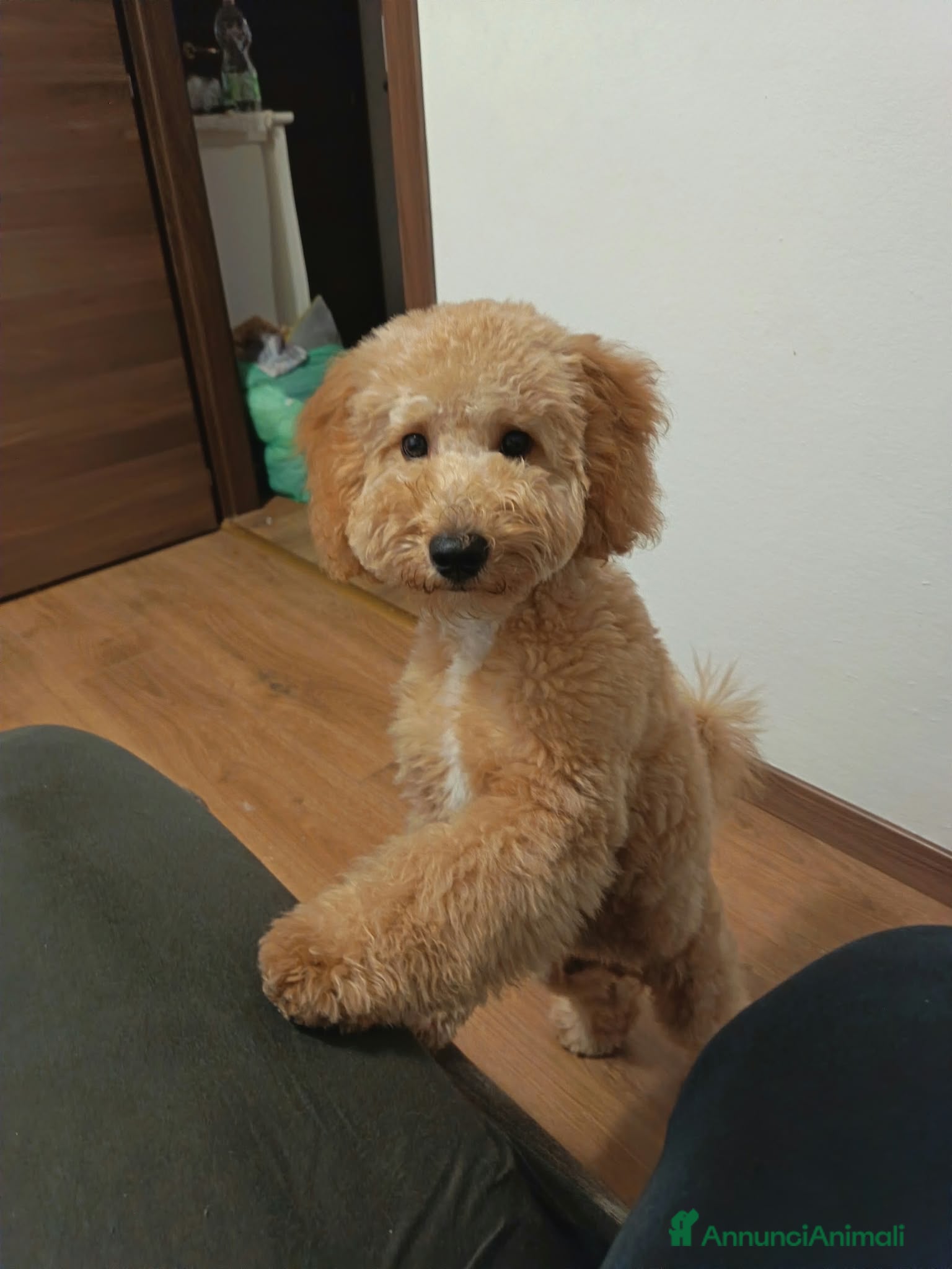Barboncino cani Barboncino nano  - Annuncio 1
