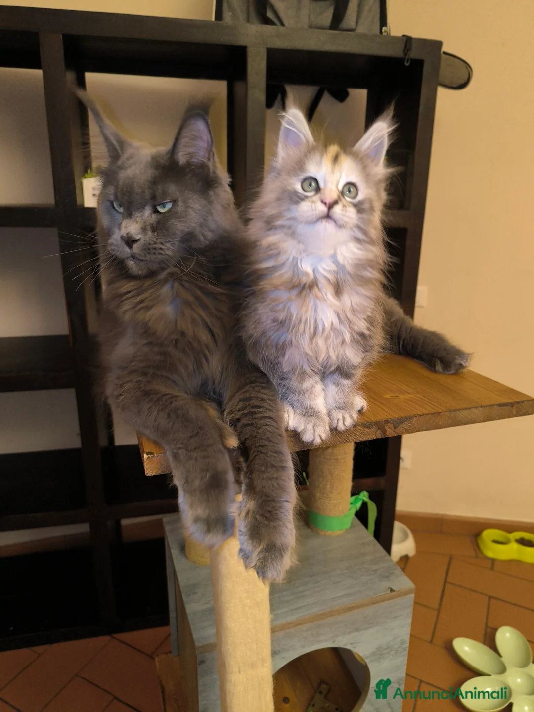 Maine Coon gatti in vendita: Cucciola Maine Coon - Annuncio 6