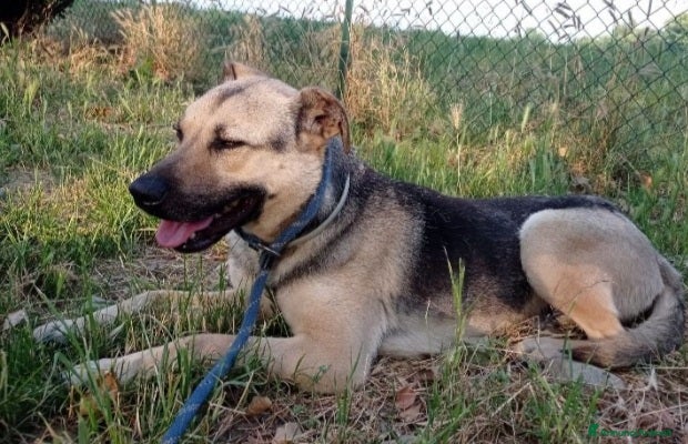 Altre razze cani Tango pastorino 4/5anni da 1lager a MILANO SOSCASA a Città metropolitana di Milano - Annuncio 2