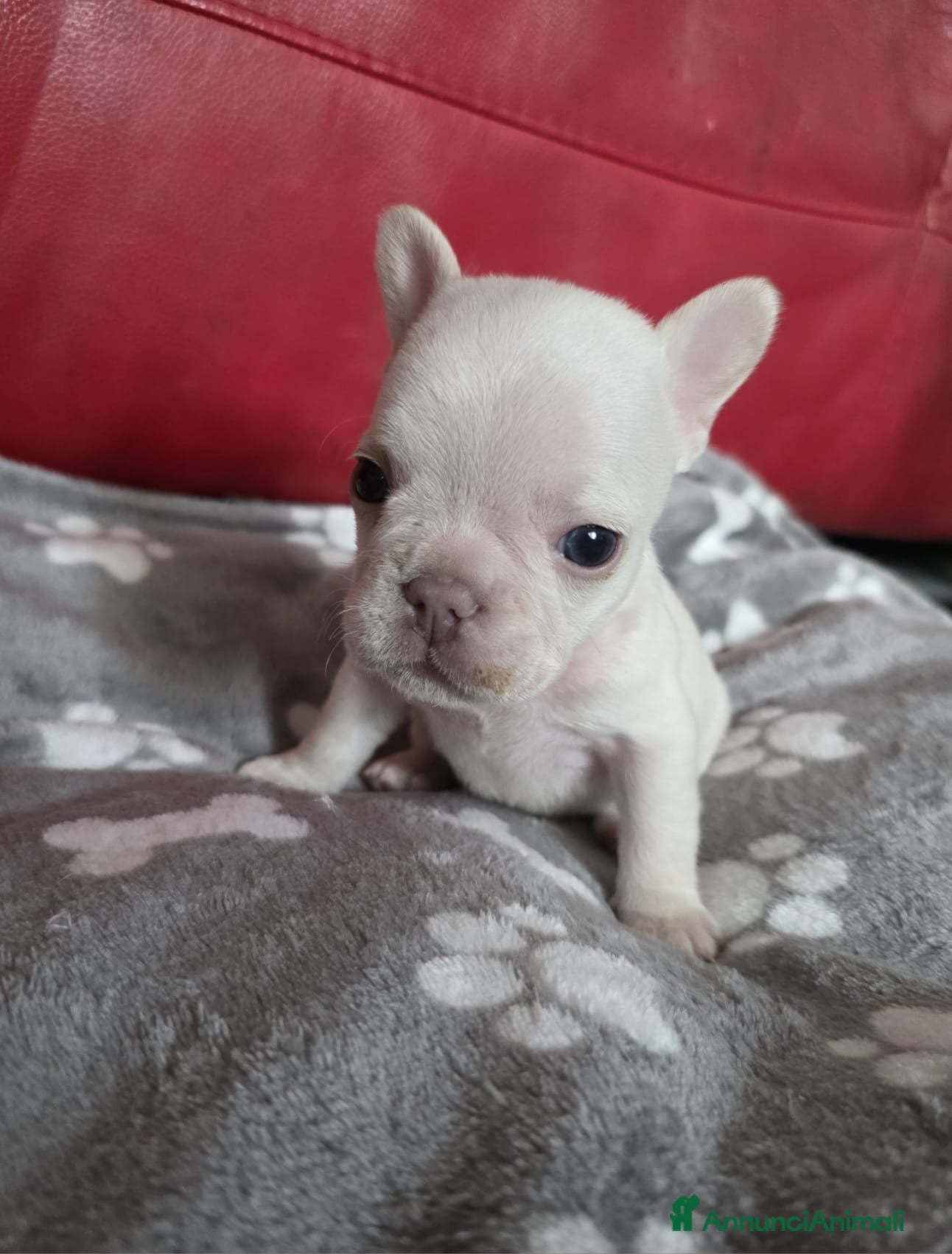 Bulldog Francese cani in vendita: Cuccioli Bulldog Francese (Lilac Tan e Platinum) - Annuncio 2