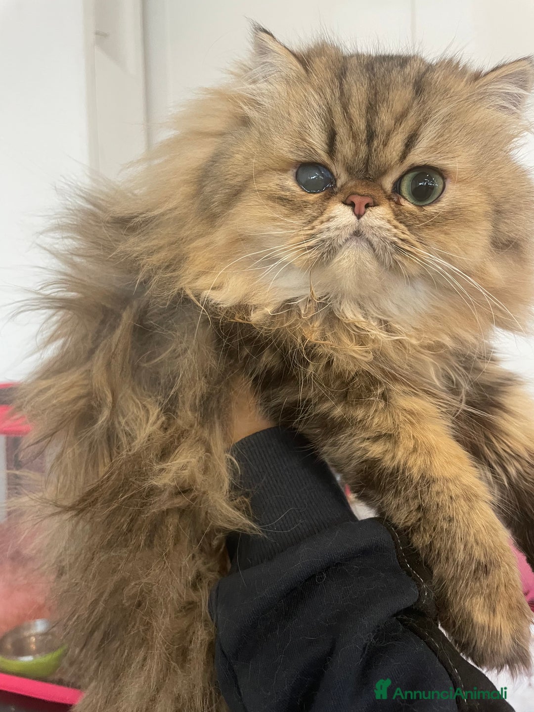 Persiano gatti in vendita: gatto persiano golden shaded con pedigree - Annuncio 1