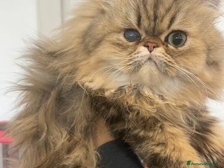 Persiano gatti gatto persiano golden shaded con pedigree - Annuncio 3