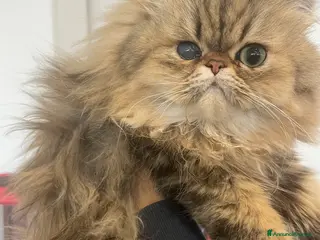 Persiano gatti gatto persiano golden shaded con pedigree - Annuncio 26