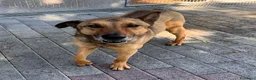 Meticcio cani in regalo: ULISSE LUPETTO - Annuncio 3