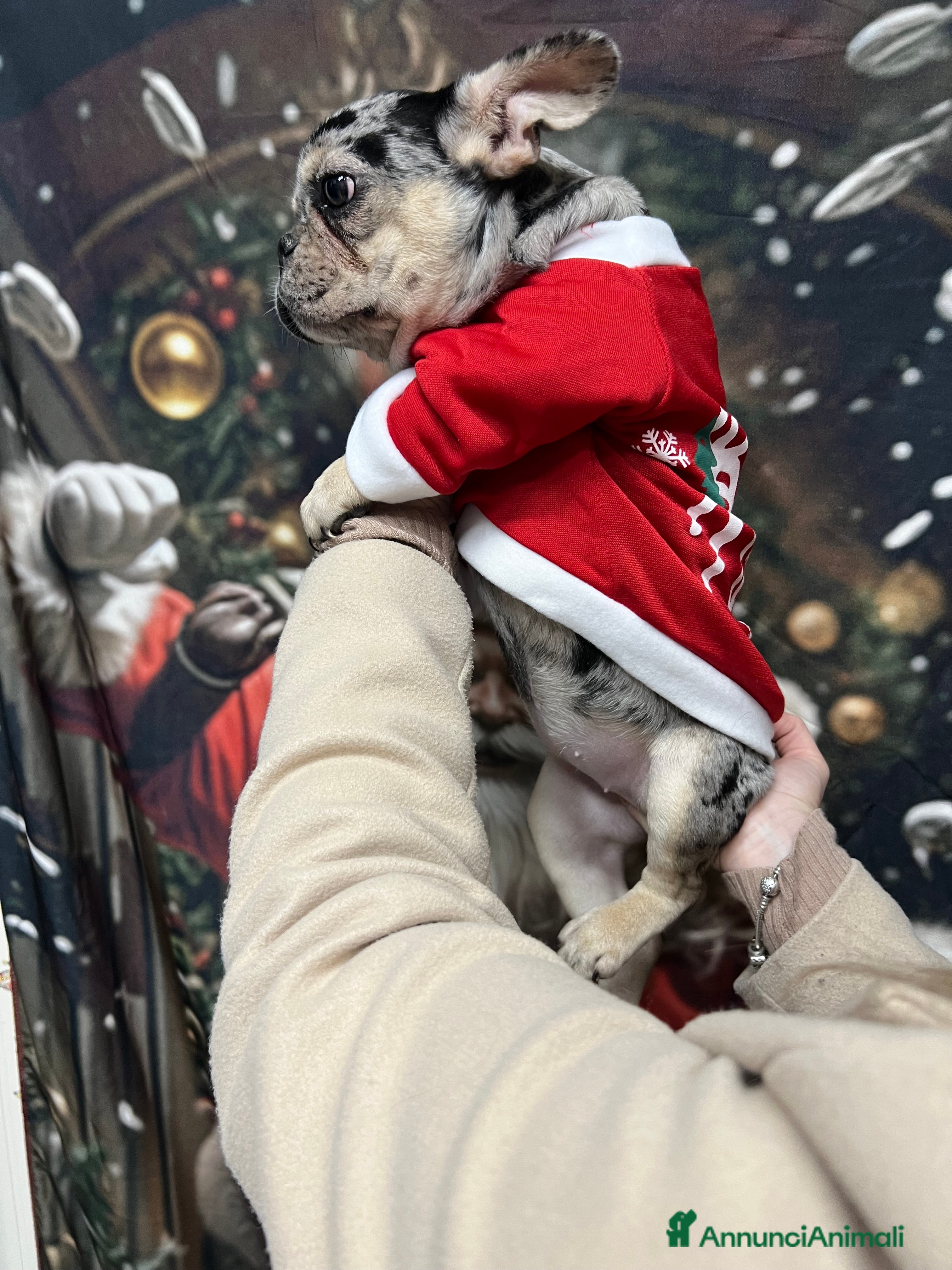 Bulldog Francese cani Bulldog francese - Annuncio 2