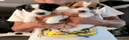 Jack Russell cani in vendita: Cuccioli Jack Russell Terrier  a Provincia di Vicenza - Annuncio 3