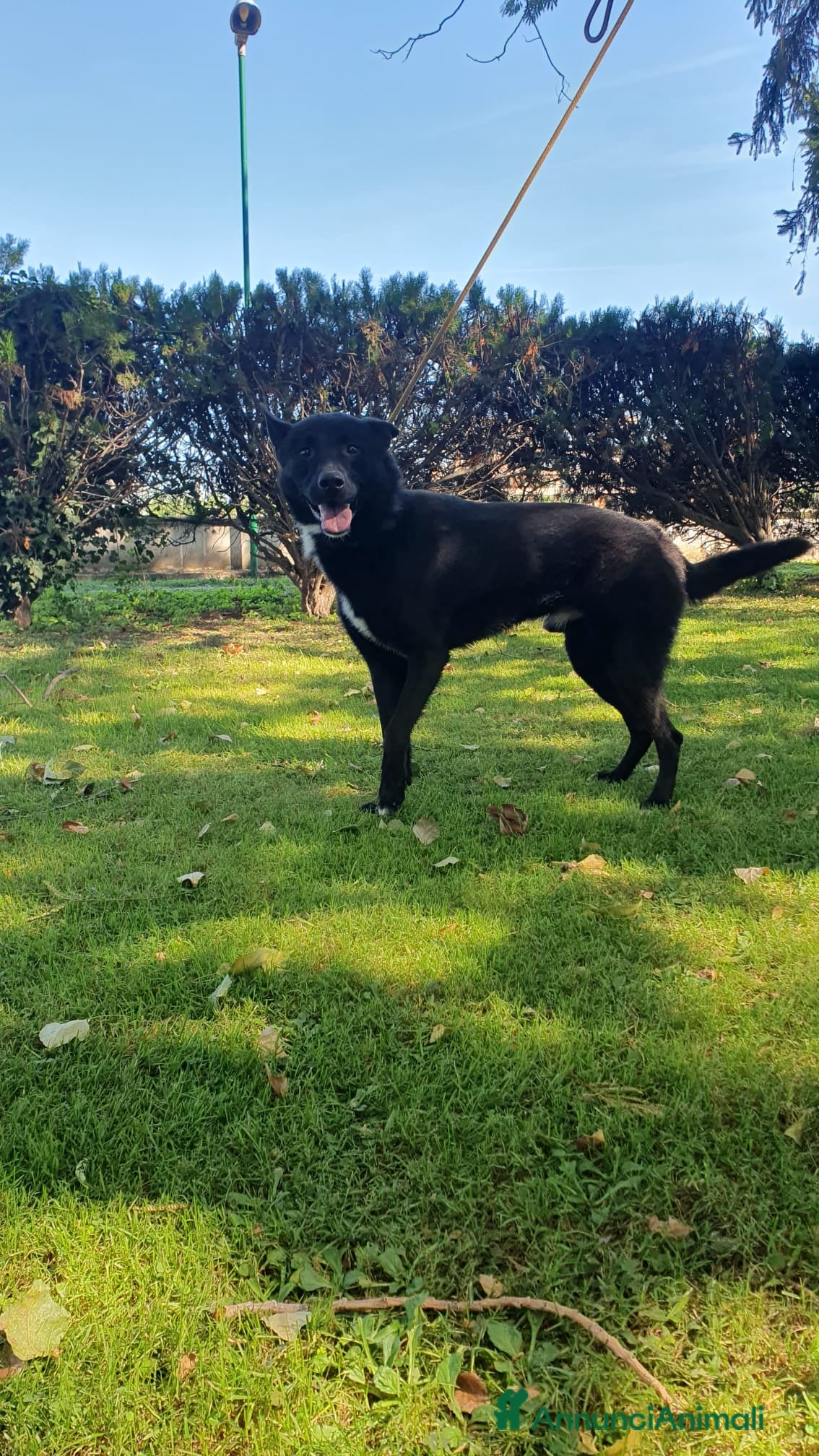 Altre razze cani Filippo, cucciolone di un anno cerca casa - Annuncio 2