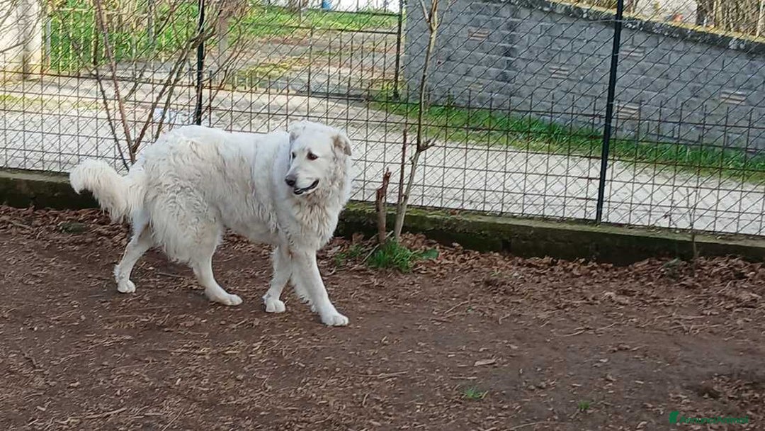 Meticcio cani in regalo: SALLY ATTENDE LA SUA FAMIGLIA, IN ADOZIONE - Annuncio 3