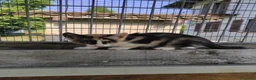 Meticcio gatti in regalo: Regalo gattini ad Alba - Annuncio 3