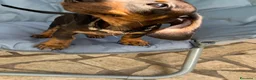 Bassotto cani in vendita:  cuccioli di bassotto in vendita  a Città metropolitana di Roma Capitale - Annuncio 5