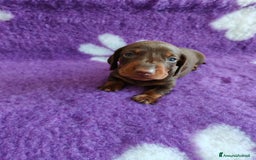 Bassotto cani in vendita: Cuccioli bassotti nani selezionati  a Provincia di Ferrara - Immagine 10