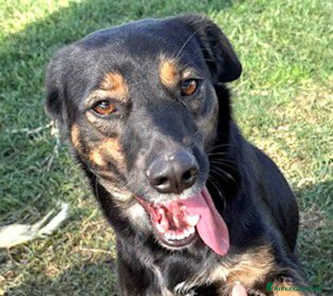 Meticcio cani in regalo: Tac, giovanissima, piccola e dolce - Annuncio 1