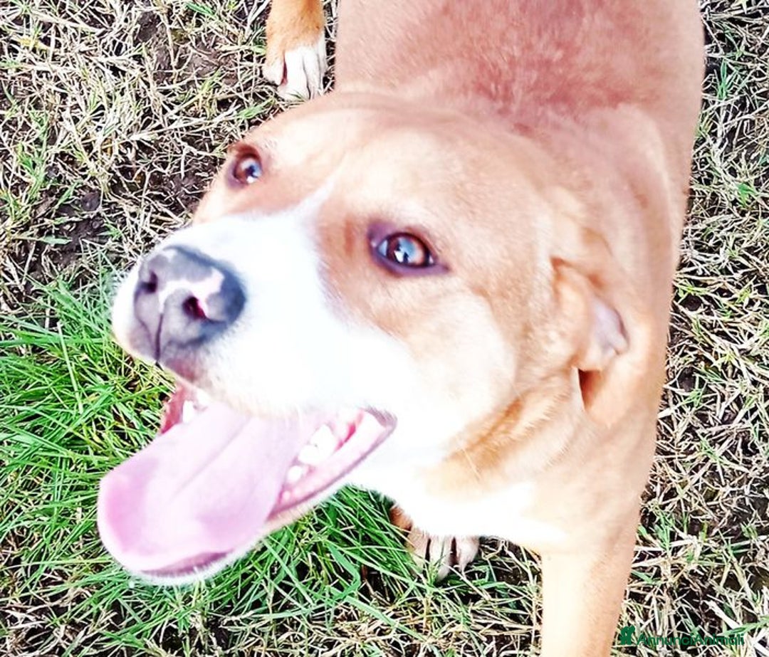 Meticcio cani in regalo: Cucciola Darling di nome e di fatto a Provincia di Latina - Annuncio 4