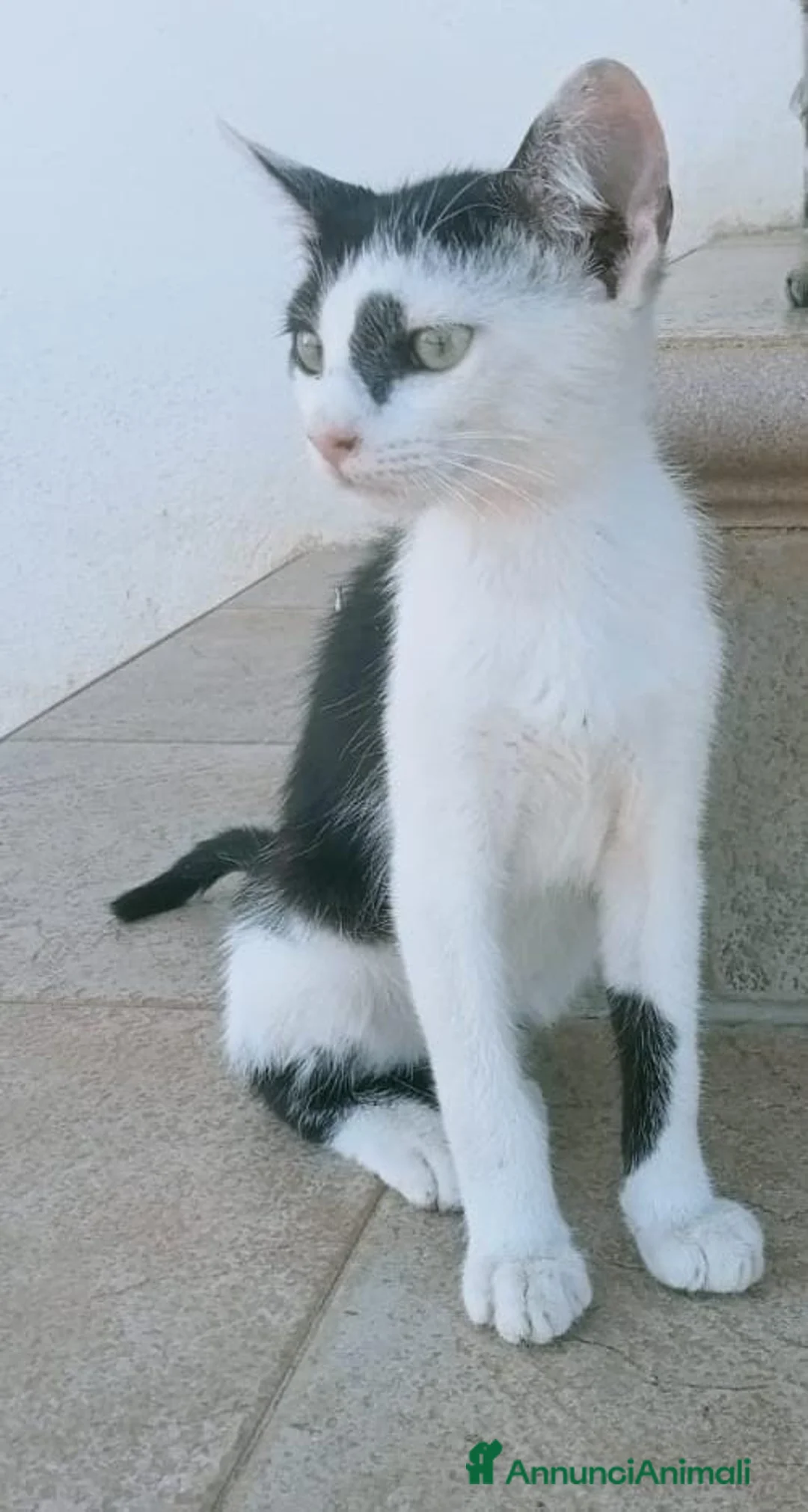 Meticcio gatti in regalo: Gattini in adozione a Provincia di Cosenza - Annuncio 2