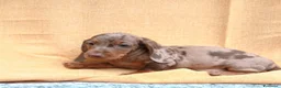 Bassotto cani in vendita: Bassotto Arlecchino Cioccolato  - Annuncio 3