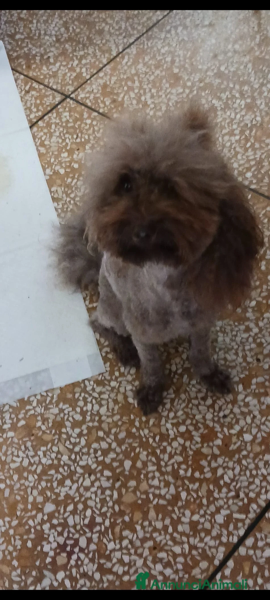 Barboncino cani in vendita: barboncino - Annuncio 8