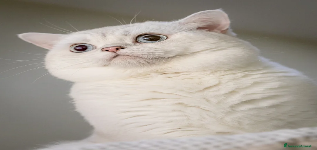 Immagine della galleria {{count}}