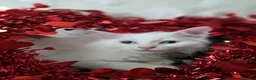 Angora turco gatti in vendita: Angora turco - Annuncio 4