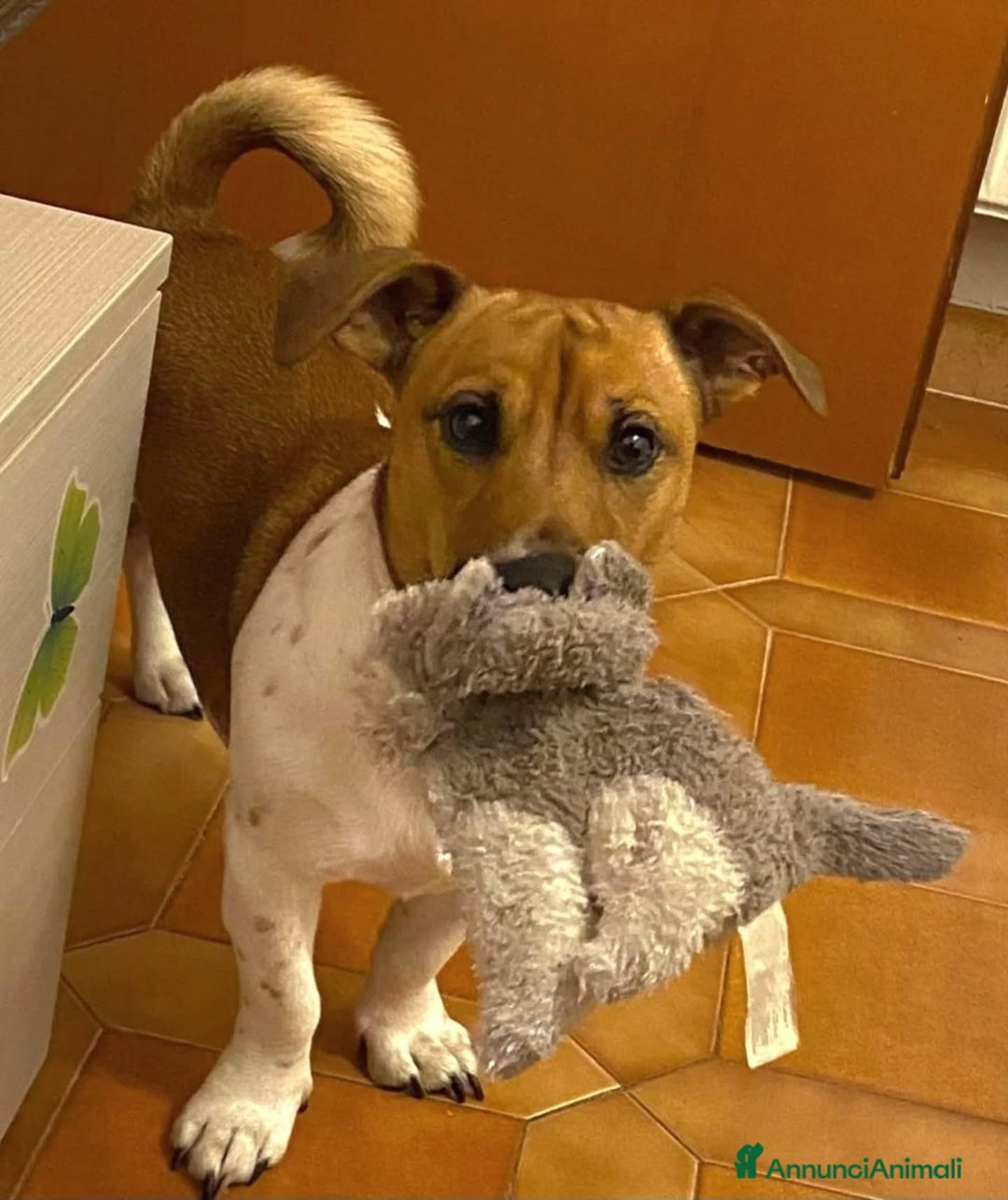 Jack Russell cani in regalo: Cody simil jack russell in adozione a Latina - Annuncio 2