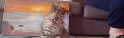 Maine Coon gatti in vendita: MAINE COON a Provincia di Padova - Annuncio 8