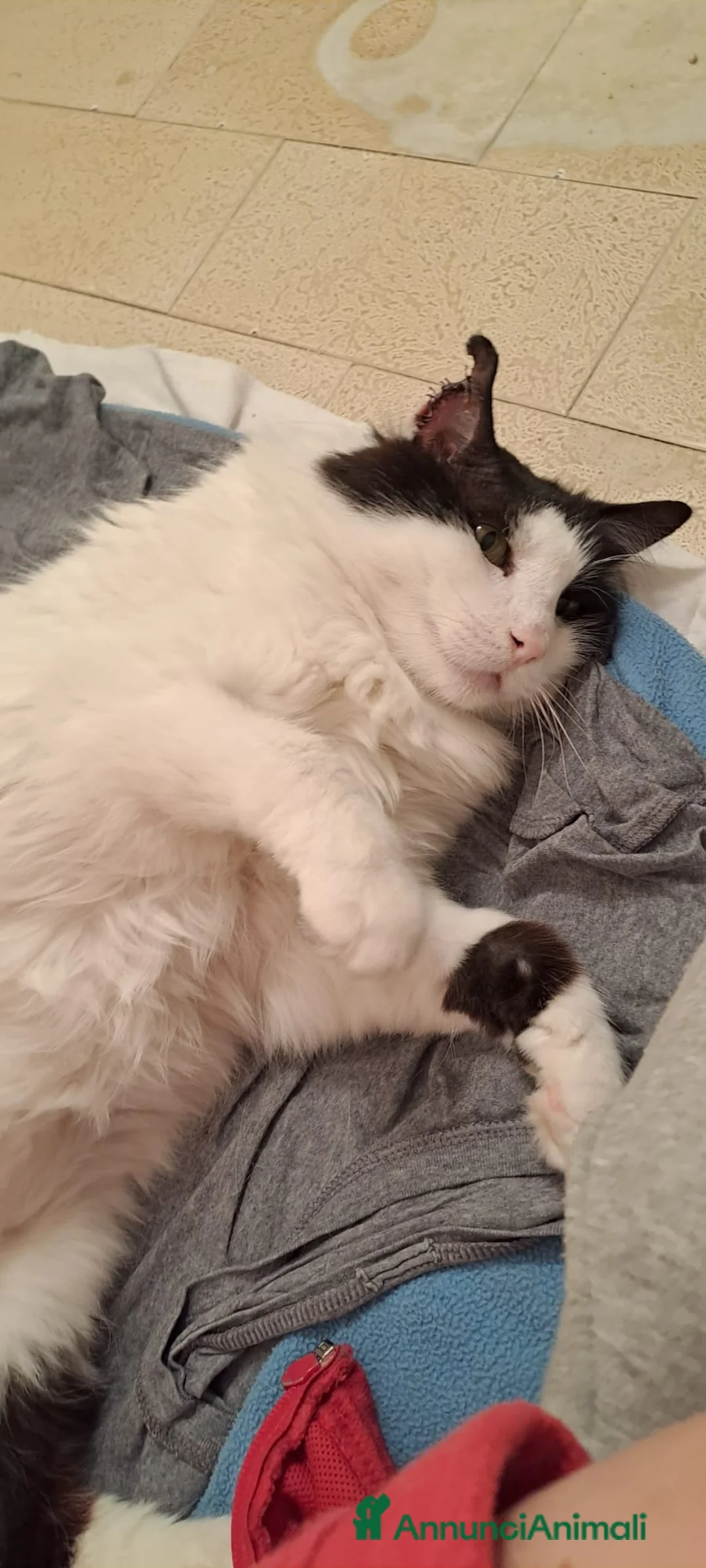 Meticcio gatti in regalo: GATTO ADULTO SPECIALE a Città Metropolitana di Torino - Annuncio 2