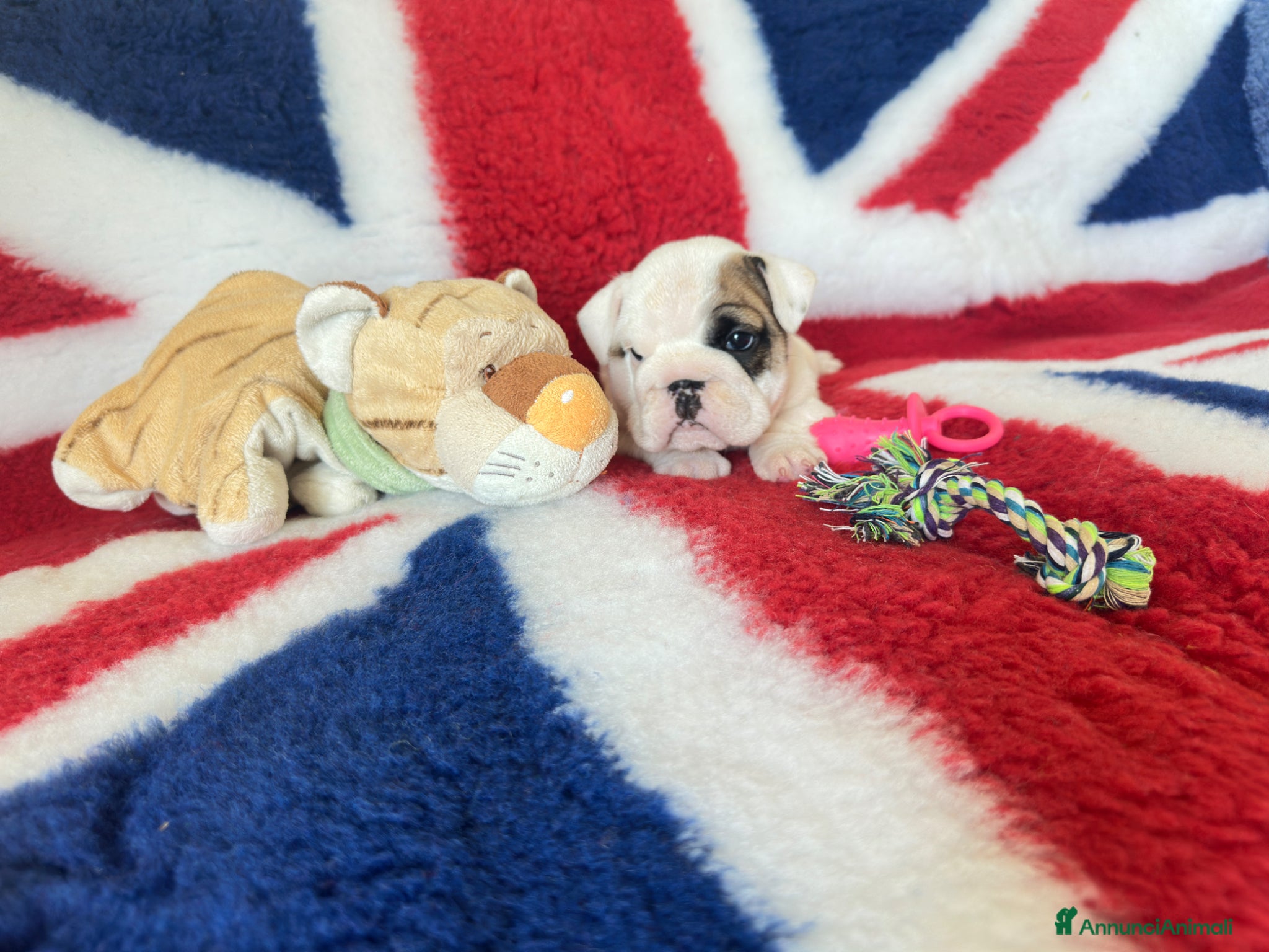 Bulldog cani Meravigliosi cuccioli di bulldog - Annuncio 1