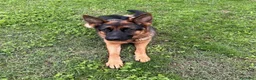 Pastore Tedesco cani in vendita: Cucciolata Pastore Tedesco - Annuncio 2