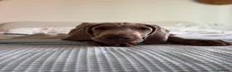 Weimaraner cani in vendita: Ultimo cucciolo di Weimaraner in vendita a Provincia di Novara - Annuncio 2