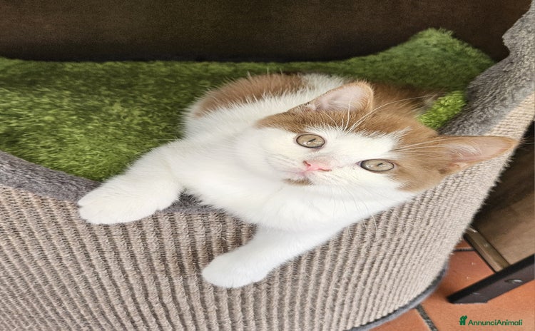 British gatti - Annuncio 1