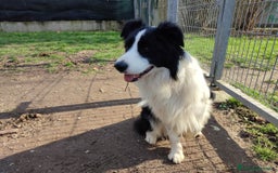 Border Collie cani per accoppiamento: Disponibile accoppiamento a Città Metropolitana di Venezia - Immagine 2