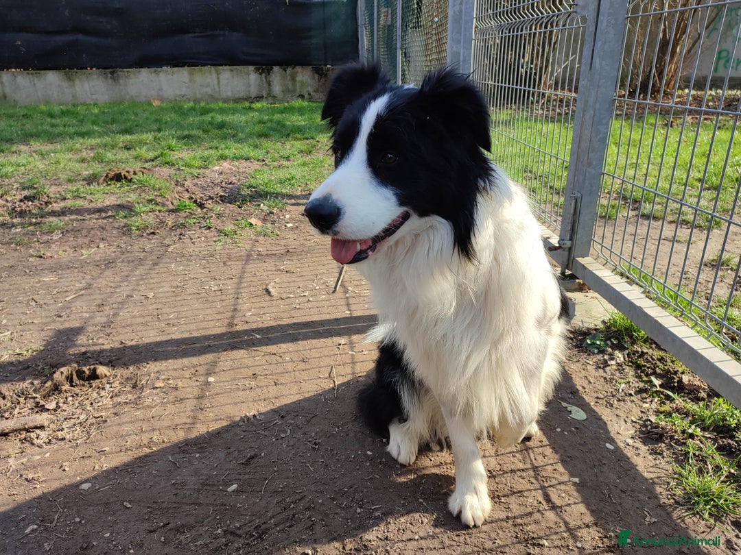 Border Collie cani per accoppiamento: Disponibile accoppiamento a Città Metropolitana di Venezia - Immagine 2