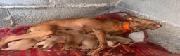 Cirneco dell'Etna cani in vendita: Cuccioli cirnechi dell'Etna  a Libero consorzio comunale di Enna - Annuncio 3