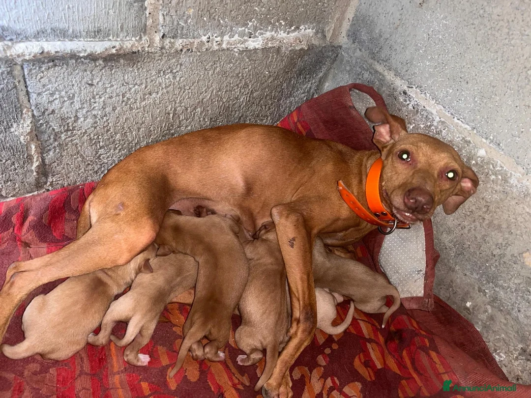 Cirneco dell'Etna cani in vendita: Cuccioli cirnechi dell'Etna  a Libero consorzio comunale di Enna - Annuncio 3