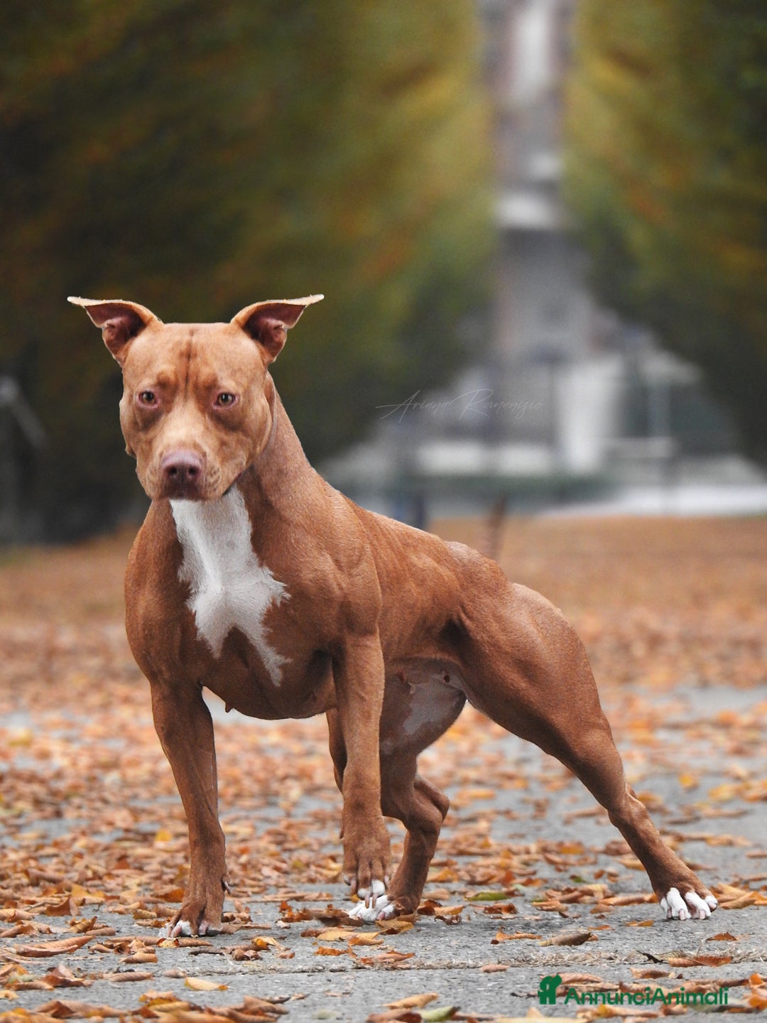 Pitbull cani in vendita: Cuccioli american Pitbull terrier  - Annuncio 13