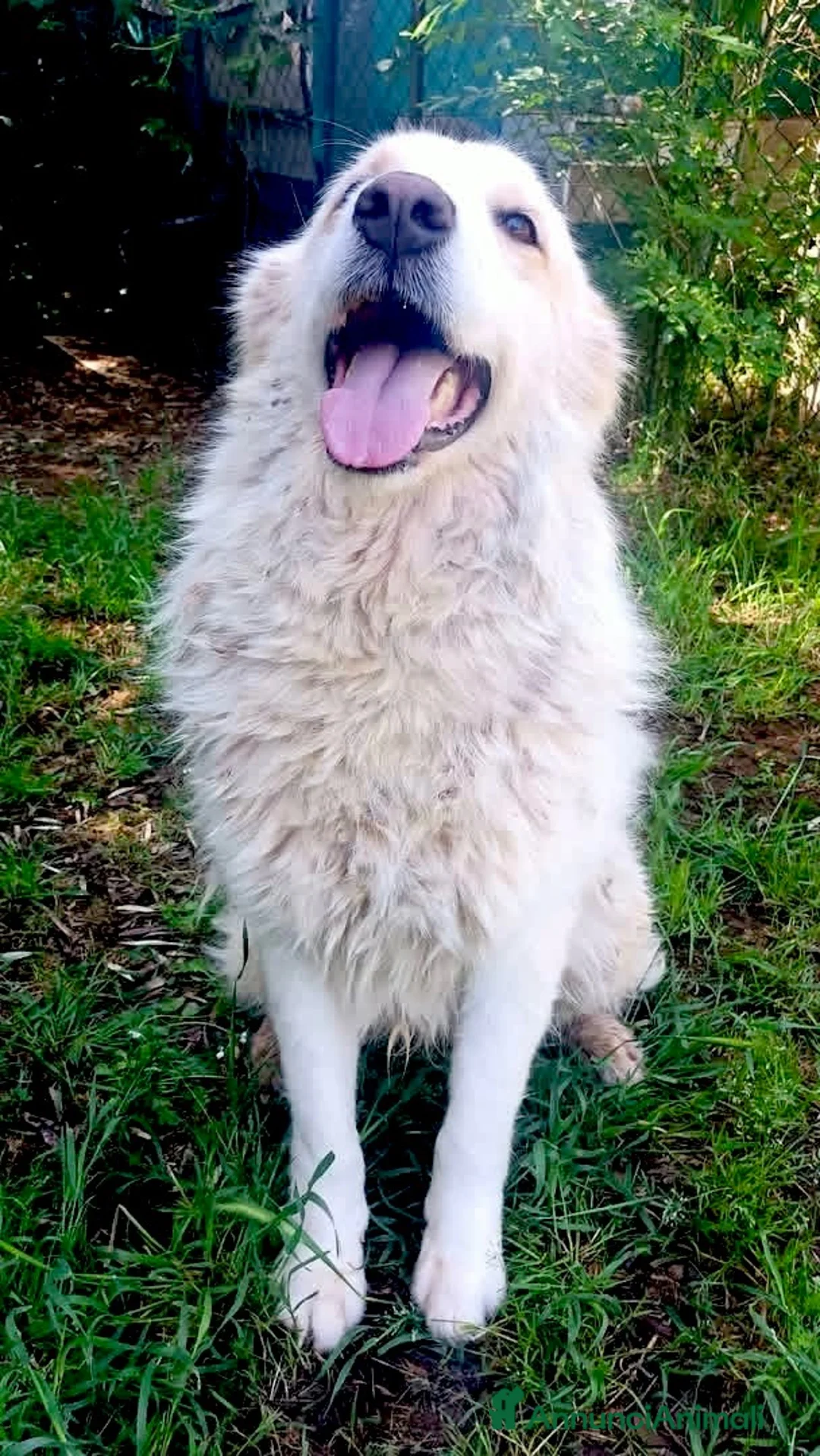 Meticcio cani in regalo: Femmina 3 anni buona e sterilizzata  - Annuncio 2