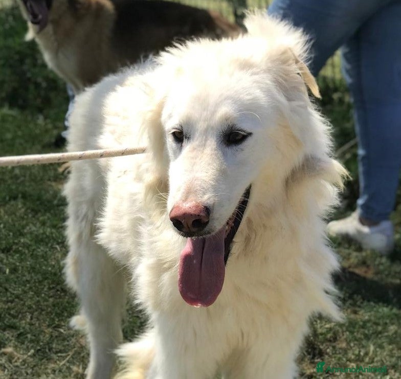 Pastore Maremmano cani ULL il Maremmano in adozione  a Provincia di Latina - Annuncio 16