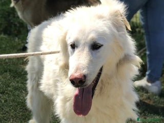 Pastore Maremmano cani ULL il Maremmano in adozione a Provincia di Latina - Annuncio 7