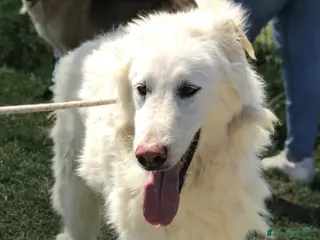 Pastore Maremmano cani ULL il Maremmano in adozione a Provincia di Latina - Annuncio 2