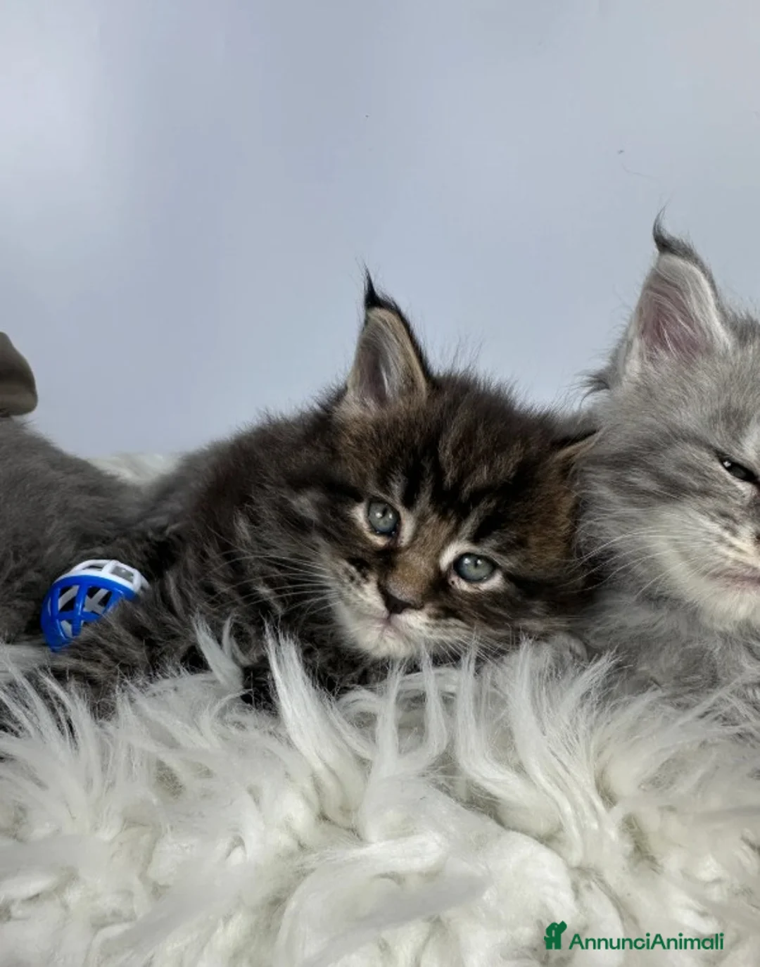 Maine Coon gatti in vendita: 6 splendidi gattini Maine Coon di razza pura - Annuncio 3