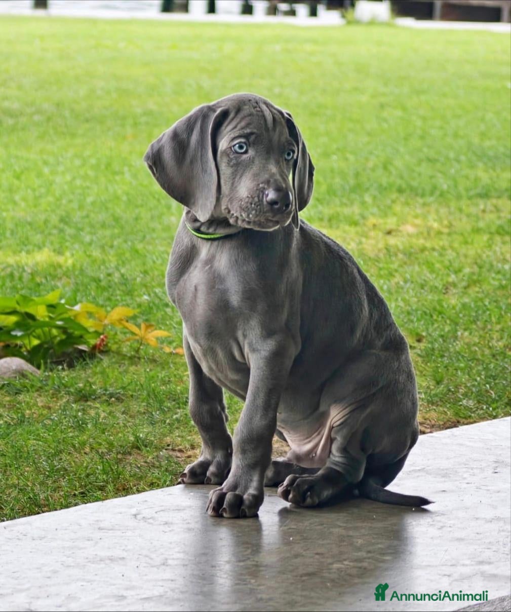 Weimaraner cani Weimaraner - Annuncio 1